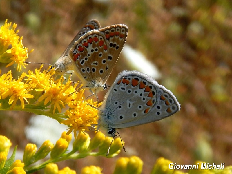 Polyommatus icarus  forever